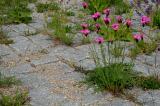 Schwarzgraue-Sklavenameise--_Formica-fuscocinerea_-Nestaushub-Parkplatz-Landesamt-fuer-Umwelt-Augsburg-_2_-PS.jpg