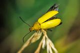 Schwefelkaefer-_Cteniopus-flavus_-2017_07_05-Muehlheimer-Berg-P7051110-PS.jpg