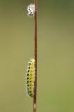 Sechsfleck-Widderchen-_Zygaena-filipendulae_-frisch-geschluepfte-Raupe-Lechauen-PS.jpg