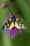 Sechsfleckwidderchen-_Zygaena-filipendulae_-Farbvariante-Lechauen-PS.jpg