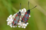 Sechsfleckwidderchen-_Zygaena-filipendulae_-Lechaue-_2_-PS.jpg