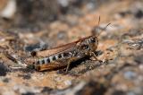 Sibirische-Keulenschrecke-Gomphocerus-sibiricus-W-Lechtaler-Alpen-2000m-PS.jpg