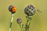 Siebenpunkt-Marienkaefer-_Coccinella-septempunctata_-Lechauen-PS.jpg