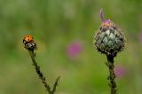 Siebenpunkt-Marienkñfer-Coccinella-septempunctata-mit-Blattlaeusen-Lechfeld-PS.jpg