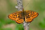 Silberfleck-Perlmutterfalter-Boloria-euphrosyne-Lechauen-Augsburg--_5_-PS.jpg