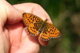 Silberfleck-Perlmutterfalter-Boloria-euphrosyne-lechaue-Stadtwald-Augsburg-_1_-PS.jpg