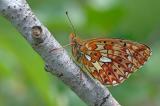 Silberfleck-Perlmutterfalter-Boloria-euphrosyne-lechaue-Stadtwald-Augsburg-_2_-PS.jpg