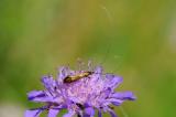 Skabiosen-Langhornmotte-Nemophora-metallica-Riesrand-PS.jpg