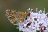 Skabiosen-Scheckenfalter-Euphydryas-aurinia--ssp-debilis.jpg