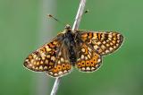 Skabiosen-Scheckenfalter-Euphydryas-aurinia-Nordbayern-Trockenbiotop-_1_-PS.jpg