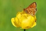 Skabiosen-Scheckenfalter-_Euphydryas-aurinia_-Pfaffenwinkel-PS.jpg