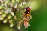 Spaete-Fruehlingsschwebfliege-Meliscaeva-cinctella-Flugplatzheide-PS.jpg