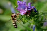 Spaete-Grossstirnschwebfliege-Scaeva-pyrastri-Hausgarten-PS.jpg