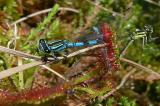 Speer-Azurjungfer-29__Coenagrion-hastulatum_,-m.-gefangen-von-Drosera-rotundifolia,-Sutten-Hochmoor-PS-2.jpg