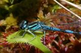 Speer-Azurjungfer-35__Coenagrion-hastulatum_,-m-PS.jpg