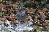 Sperber-Accipiter-nisus-Garten-Augsburg-PS.jpg