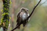 Sperlingskauz-_Glaucidium-passerinum_-_1-von-3_-PS.jpg