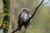 Sperlingskauz-_Glaucidium-passerinum_-_1-von-3_-PS.jpg