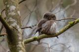 Sperlingskauz-_Glaucidium-passerinum_-_1-von-4_-PS.jpg