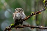 Sperlingskauz-_Glaucidium-passerinum_-_2-von-3_-PS.jpg