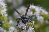 Stahlblauer-Grillenjaeger-_Isodontia-mexicana_-Stadtgarten-Augsburg-PS.jpg