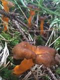 Starkriechender_Trompetenpfifferling__Cantarellus_lutescens_-unbenannt.jpg