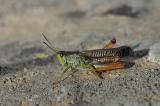 Stauroderus-scalaris-Gebirgsgrashuepfer,-Lechtaler-Alpen-PS.jpg