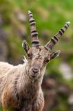 Steinbock-_Capra-ibex_-_5-von-5_-PS.jpg