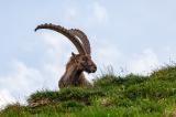 Steinbock-_Capra-ibex_-_6-von-3_-PS.jpg