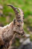 Steinbock-_Capra-ibex_-_6-von-5_-PS.jpg