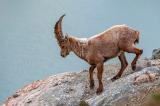 Steinbock-_Capra-ibex_-_7-von-3_-PS.jpg