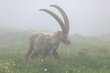 Steinbock-_Capra-ibex_-_7-von-5_-PS.jpg