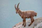 Steinbock-_Capra-ibex_-_8-von-3_-PS.jpg