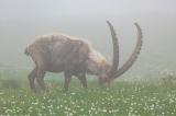 Steinbock-_Capra-ibex_-_8-von-5_-PS.jpg