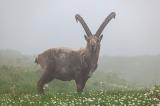 Steinbock-_Capra-ibex_-_9-von-5_-PS.jpg