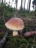 Steinpilz_3__Boletus_edulis_.jpg.JPG