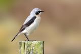 Steinschmaetzer-_Oenanthe-oenanthe_,-Maennchen,-Shetlands-_GB_-PS-.jpg