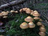 Stockschwaemmchen__Kuehneromyces_mutabilis_-unbenannt.jpg