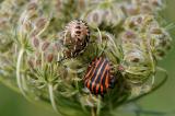 Streifenwanze-Graphosoma-lineatum-Imago-und-Larve-Hesselberg-PS.jpg