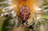 Streifenwanze-Graphosoma-lineatum-Larve-Hesselberg-_2_-PS.jpg