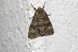 Subacronicta-megacephala-PS.jpg