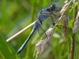 Suedlicher-Blaupfeil-19__Orthetrum-brunneum_,-Maennchen-PS.jpg