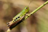 Sumpfgrahuepfer-Chorthippus-montanus.jpg