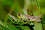 Sumpfgrashuepfer-Chorthippus-montanus-W-Wildflussaue-Ammereinzugsgebiet-PS.jpg