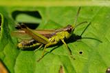 Sumpfgrashuepfer-Chorthippus-montanus-m-Pfaffenwinkel-PS.jpg