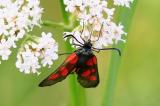 Sumpfhornklee-Widderchen-_Zygaena-trifolii_.jpg