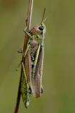 Sumpfschrecke-_Stethophyma-grossum-w-Pfaffenwinkel-_1_-PS.jpg