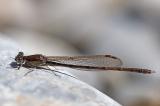 Sympecma_fusca-PS.jpg