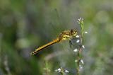 Sympetrum-danae-Schwarze-Heidelibelle-W-PS.jpg