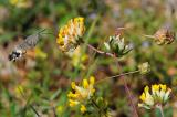 Taubenschwaenzchen-Macroglossum-stellatarum-Lechfeld-_4_-PS.jpg